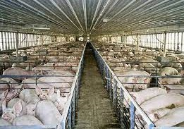 Commercial pigs in cages 1