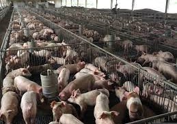 Commercial pigs in cages 2
