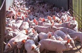 Commercial pigs in cages 3