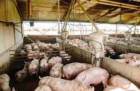 Commercial pigs in cages 4