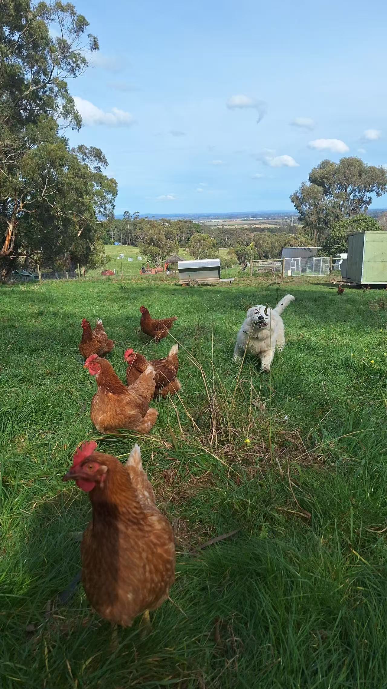 Free-range Eggs