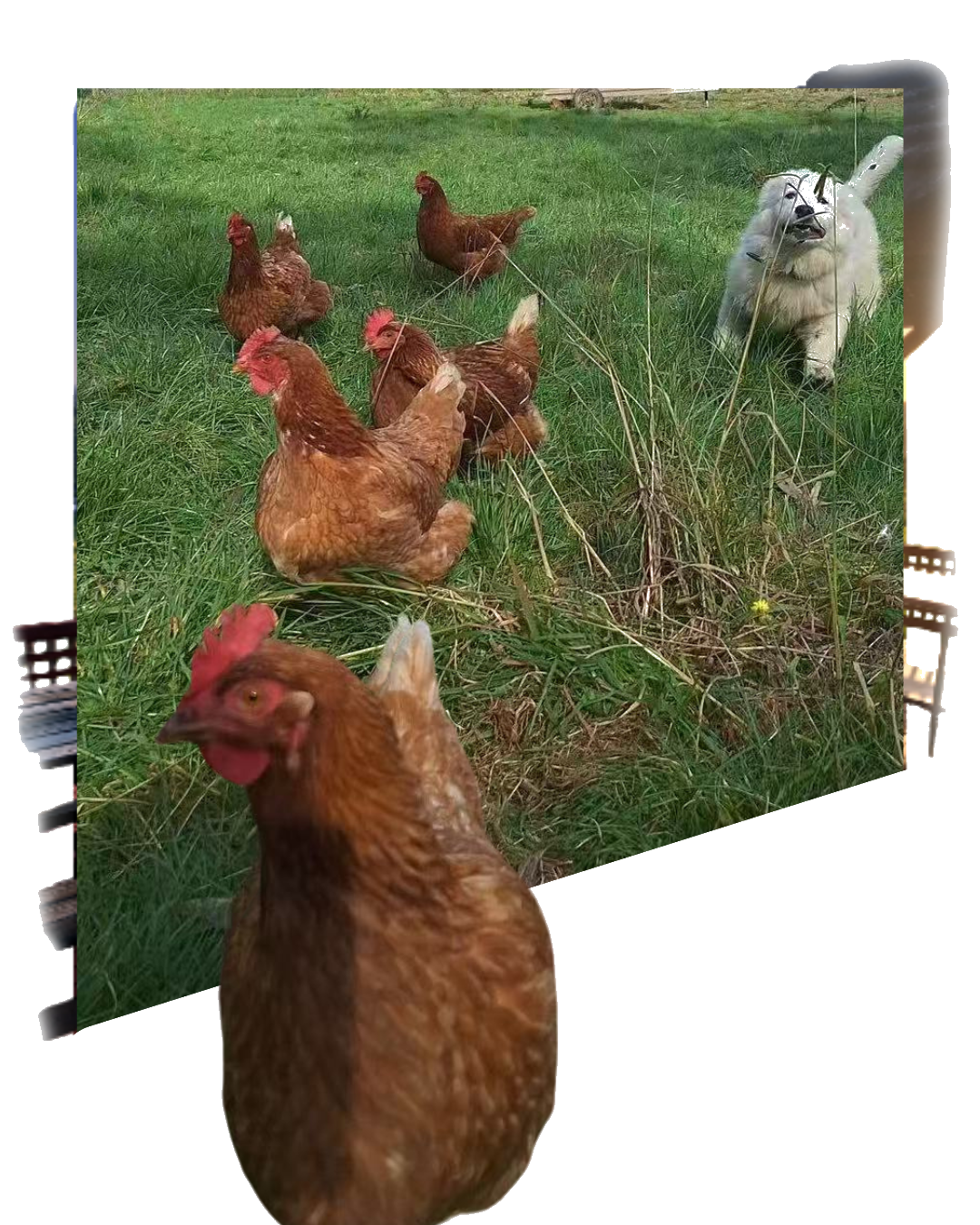 Person enjoying the farm