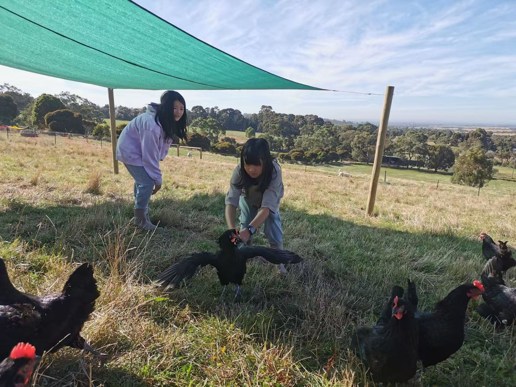 Auyea farm eggs