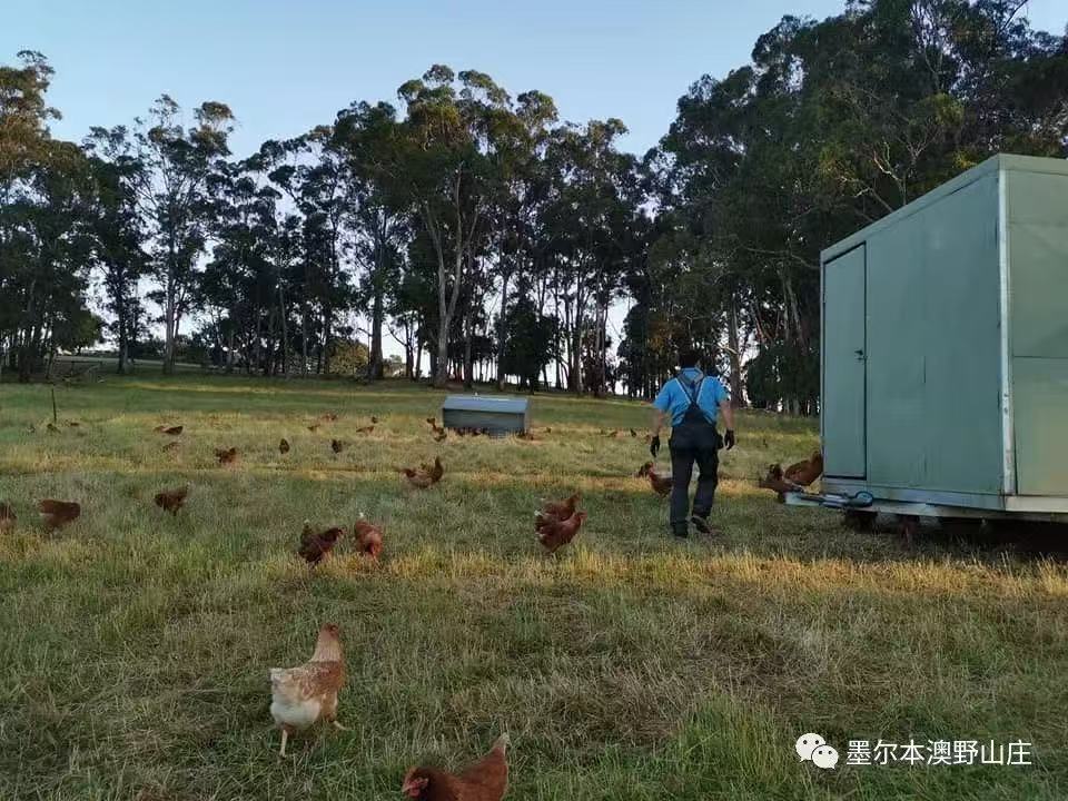Auyea farm eggs