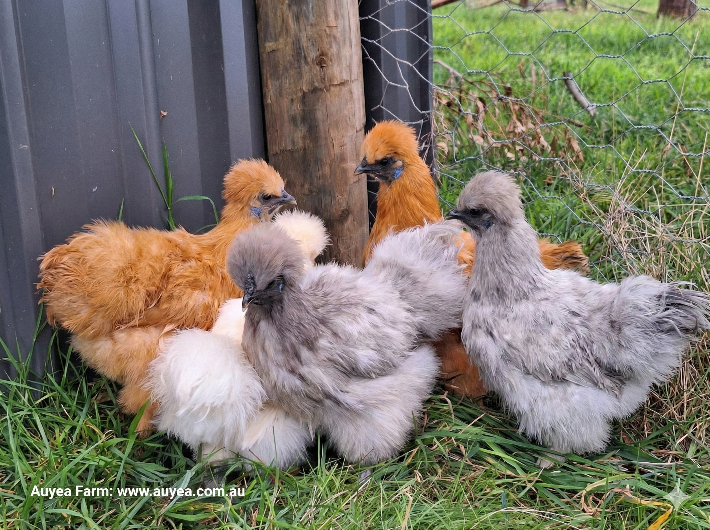 Free-range eggs at Auyea Farm
