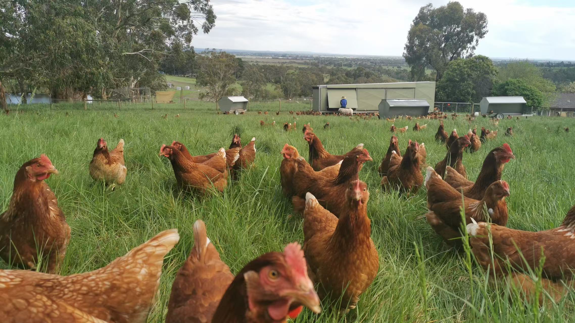 Auyea free-range chickens