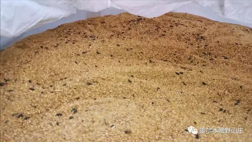 Mixed grains for chickens