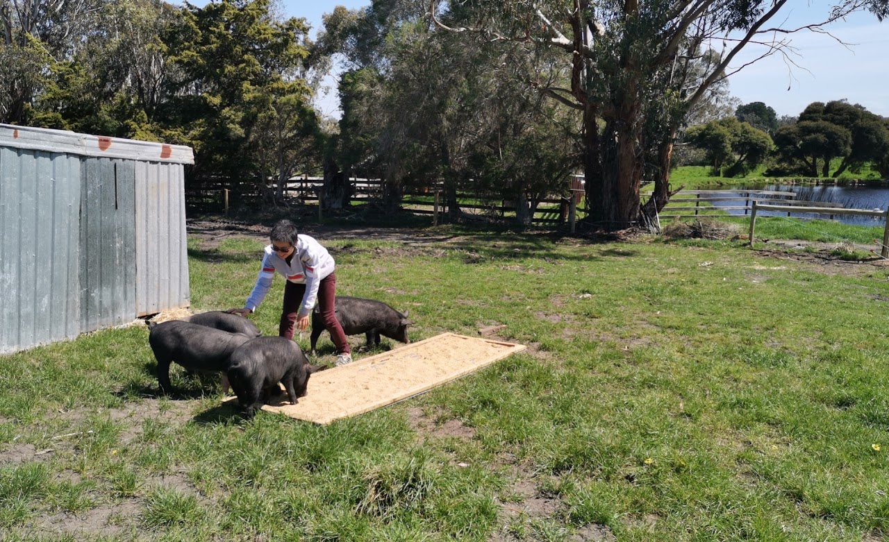 Person feeding pigs