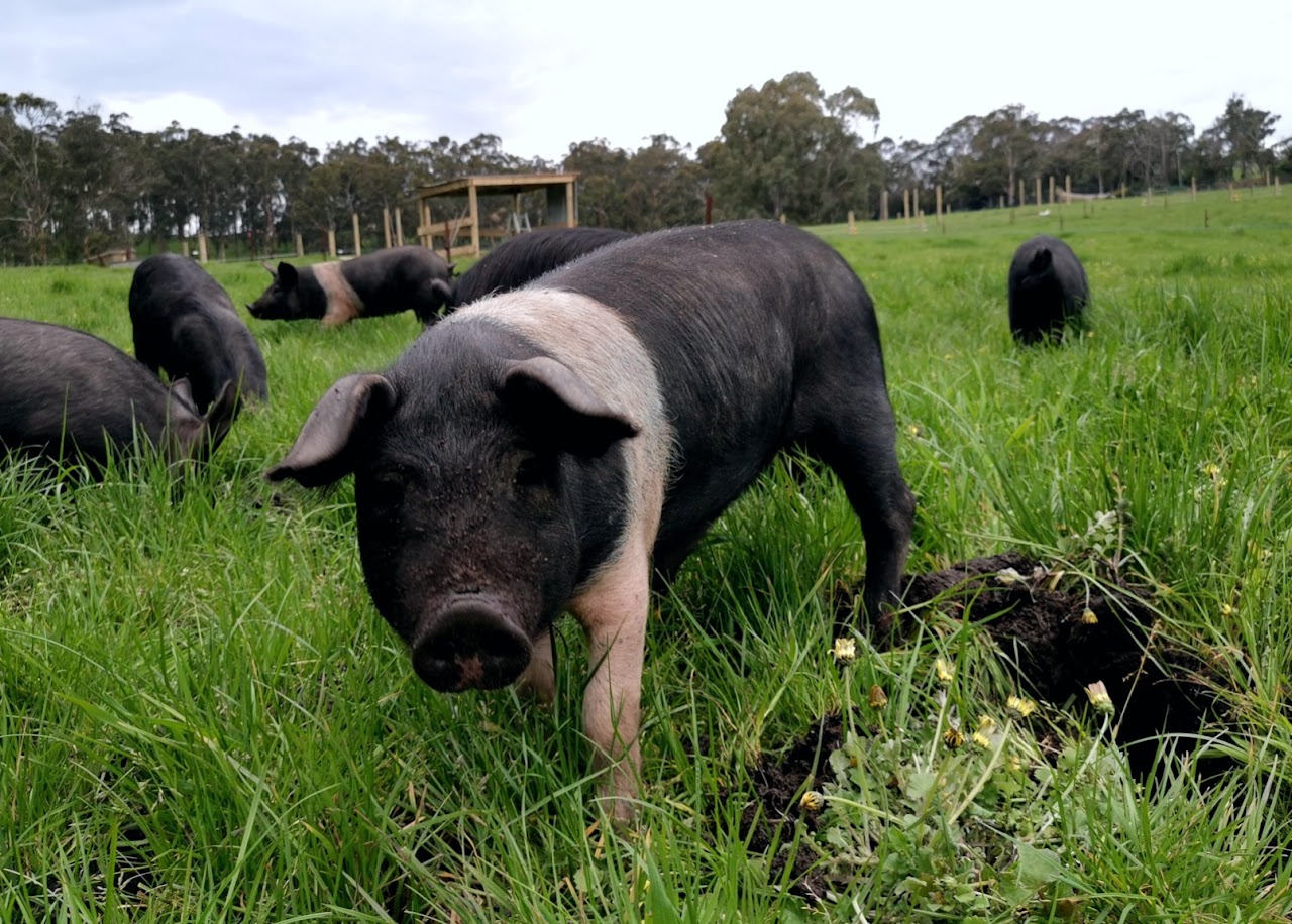 Kurobuta pig 1