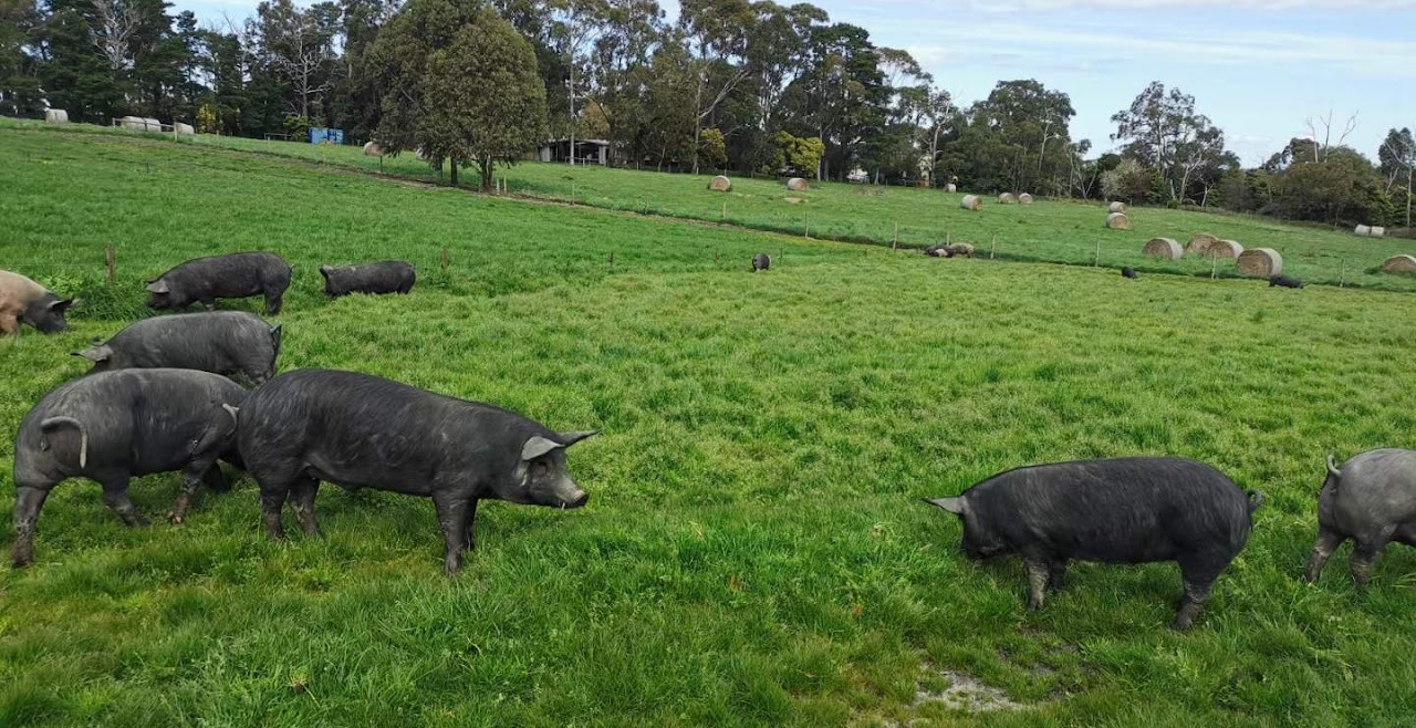 Pigs in pasture