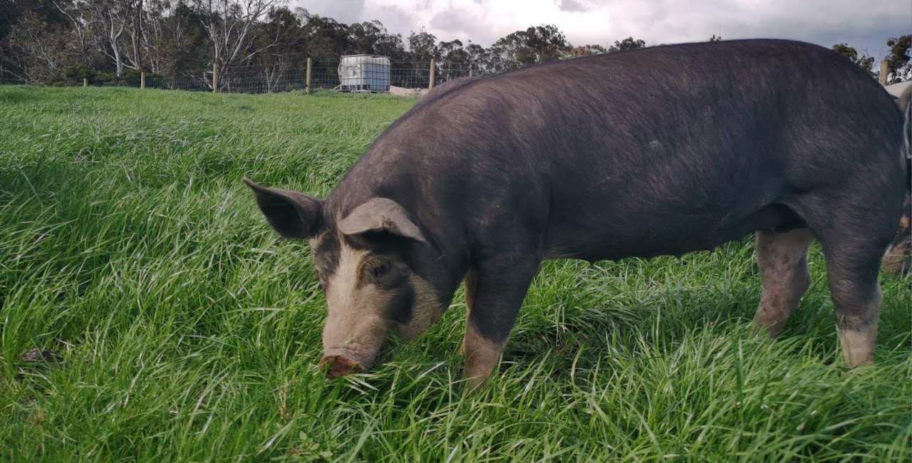 Kurobuta Pig