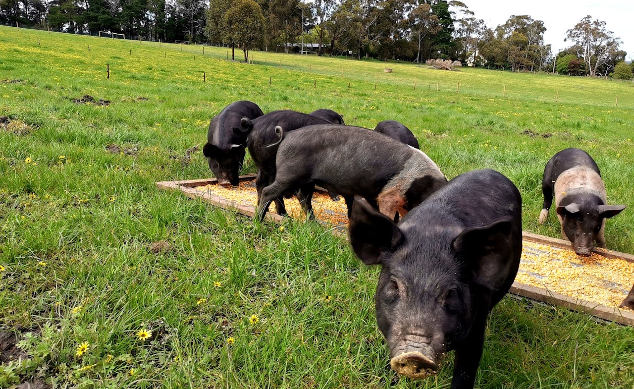 Pigs eating