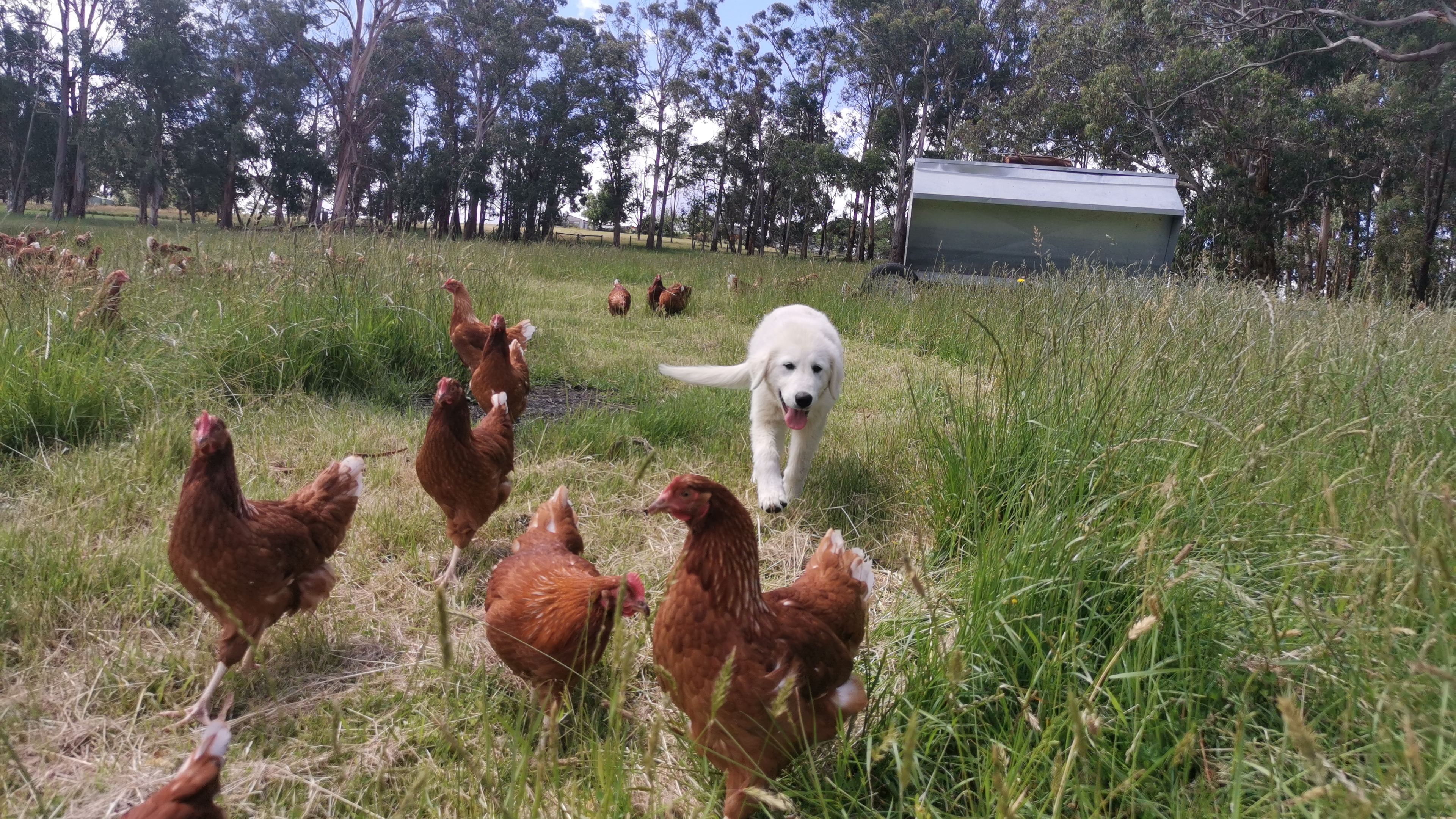 Dog running with chickens