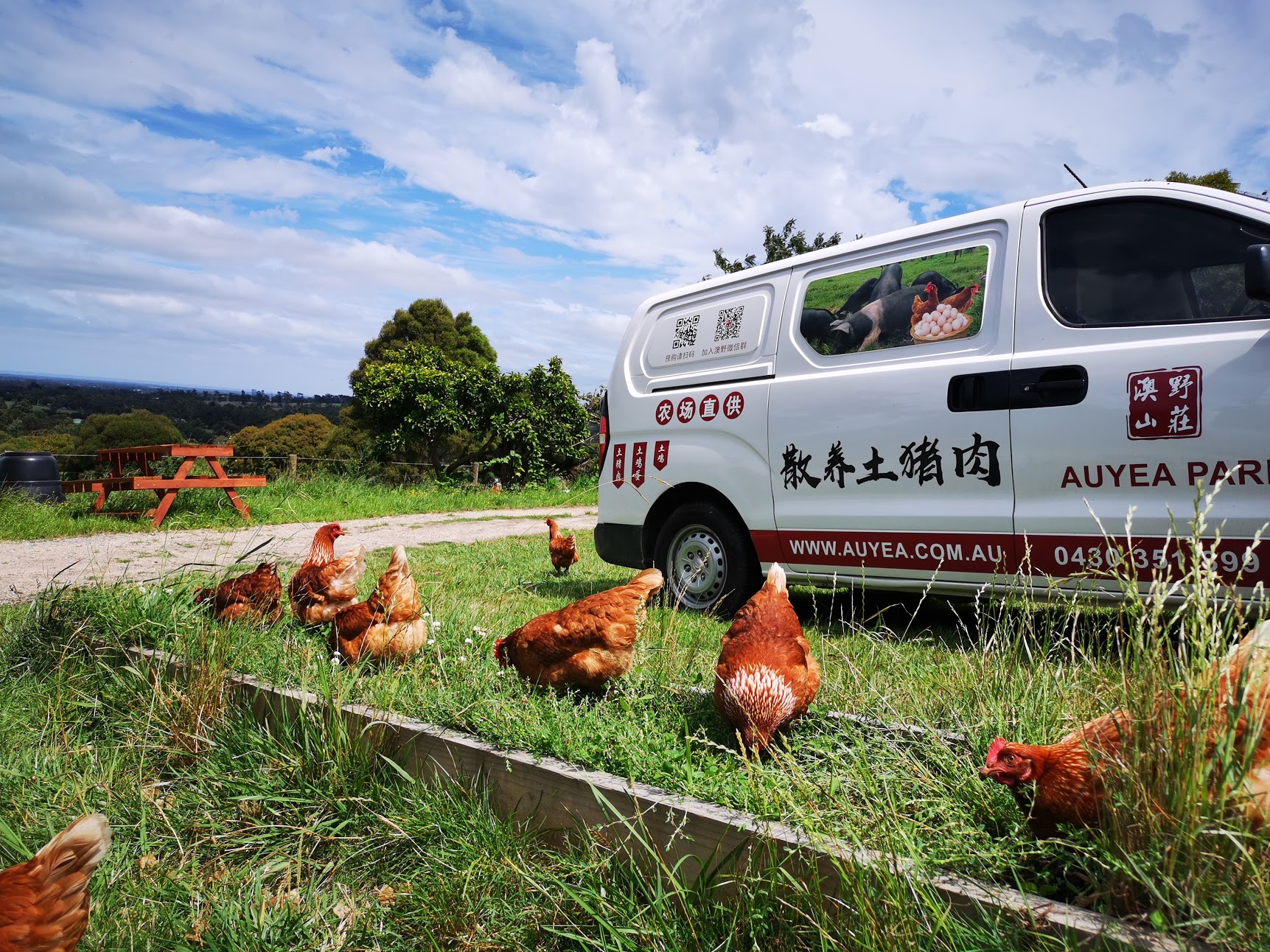 Auyea van with chickens