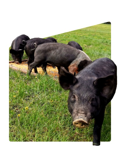 Pigs on grass